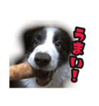 ボーダーコリーのアルトくん（パピー編）（個別スタンプ：8）