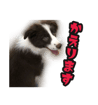 ボーダーコリーのアルトくん（パピー編）（個別スタンプ：10）