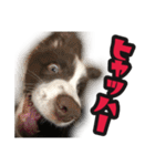ボーダーコリーのアルトくん（パピー編）（個別スタンプ：11）