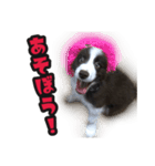ボーダーコリーのアルトくん（パピー編）（個別スタンプ：16）