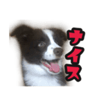 ボーダーコリーのアルトくん（パピー編）（個別スタンプ：20）
