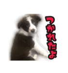 ボーダーコリーのアルトくん（パピー編）（個別スタンプ：21）