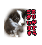 ボーダーコリーのアルトくん（パピー編）（個別スタンプ：22）
