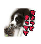 ボーダーコリーのアルトくん（パピー編）（個別スタンプ：23）