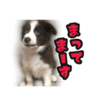 ボーダーコリーのアルトくん（パピー編）（個別スタンプ：24）