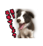 ボーダーコリーのアルトくん（パピー編）（個別スタンプ：25）