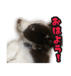 ボーダーコリーのアルトくん（パピー編）（個別スタンプ：26）
