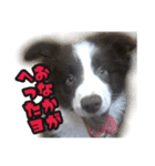 ボーダーコリーのアルトくん（パピー編）（個別スタンプ：33）