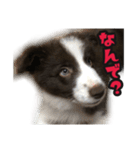 ボーダーコリーのアルトくん（パピー編）（個別スタンプ：37）