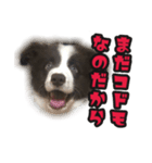 ボーダーコリーのアルトくん（パピー編）（個別スタンプ：39）