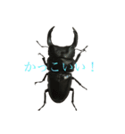 カブト、クワガタたちのスタンプです！（個別スタンプ：1）