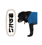 毎日ロック（個別スタンプ：12）