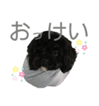 チョコの生活1（個別スタンプ：8）