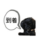 チョコの生活1（個別スタンプ：15）