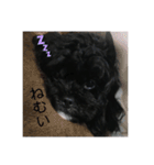チョコの生活1（個別スタンプ：21）