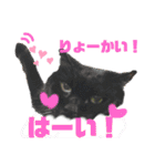 黒猫のアリスのスタンプ！12766584修正版（個別スタンプ：1）