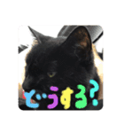 黒猫のアリスのスタンプ！12766584修正版（個別スタンプ：12）