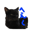 黒猫のアリスのスタンプ！12766584修正版（個別スタンプ：21）