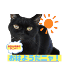 黒猫のアリスのスタンプ！12766584修正版（個別スタンプ：38）