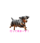 ダックスフンド テンちゃん（個別スタンプ：3）