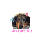 ダックスフンド テンちゃん（個別スタンプ：6）