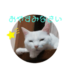 TENKOにゃんずฅ3（個別スタンプ：1）