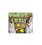 TENKOにゃんずฅ3（個別スタンプ：2）