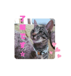 TENKOにゃんずฅ3（個別スタンプ：4）