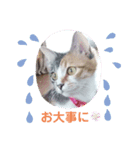 TENKOにゃんずฅ3（個別スタンプ：6）