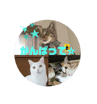 TENKOにゃんずฅ3（個別スタンプ：7）