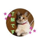 TENKOにゃんずฅ3（個別スタンプ：8）