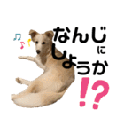 あんこのこ日常会話ver.（個別スタンプ：6）