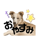 あんこのこ日常会話ver.（個別スタンプ：32）