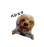 枝豆＆冷奴（個別スタンプ：1）