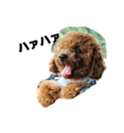 枝豆＆冷奴（個別スタンプ：13）