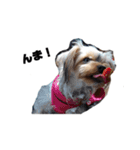 枝豆＆冷奴（個別スタンプ：15）