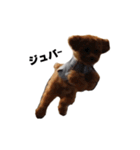 枝豆＆冷奴（個別スタンプ：20）