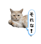 柚子＆紅葉(2)（個別スタンプ：3）