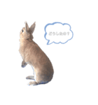 うさぎのmokoちゃん2（個別スタンプ：2）