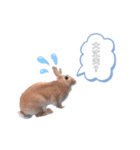 うさぎのmokoちゃん2（個別スタンプ：3）