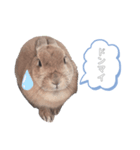 うさぎのmokoちゃん2（個別スタンプ：7）