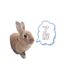 うさぎのmokoちゃん2（個別スタンプ：10）