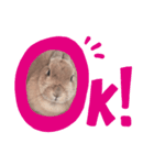うさぎのmokoちゃん2（個別スタンプ：11）