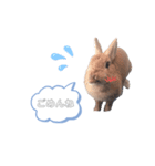 うさぎのmokoちゃん2（個別スタンプ：16）