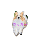 さんさんとおび（個別スタンプ：1）