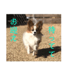 さんさんとおび（個別スタンプ：4）