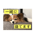 さんさんとおび（個別スタンプ：11）