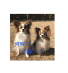 さんさんとおび（個別スタンプ：12）
