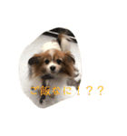 さんさんとおび（個別スタンプ：16）