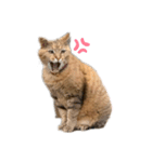 キジトラ のふうちゃんです（個別スタンプ：4）